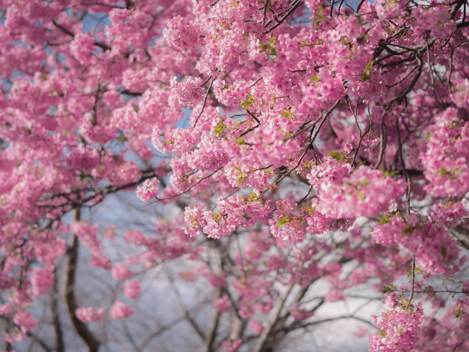 Kawazu-zakura: An Early Glimpse of Spring in Japan