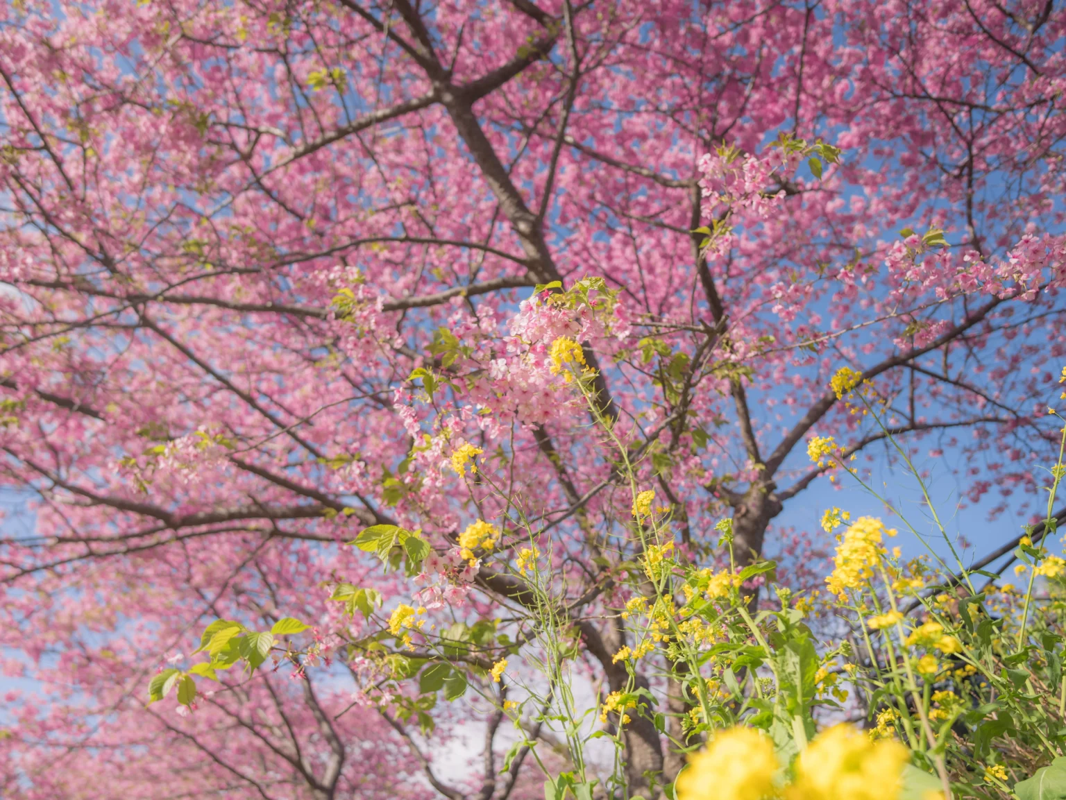 Kawazu-zakura: An Early Glimpse of Spring in Japan