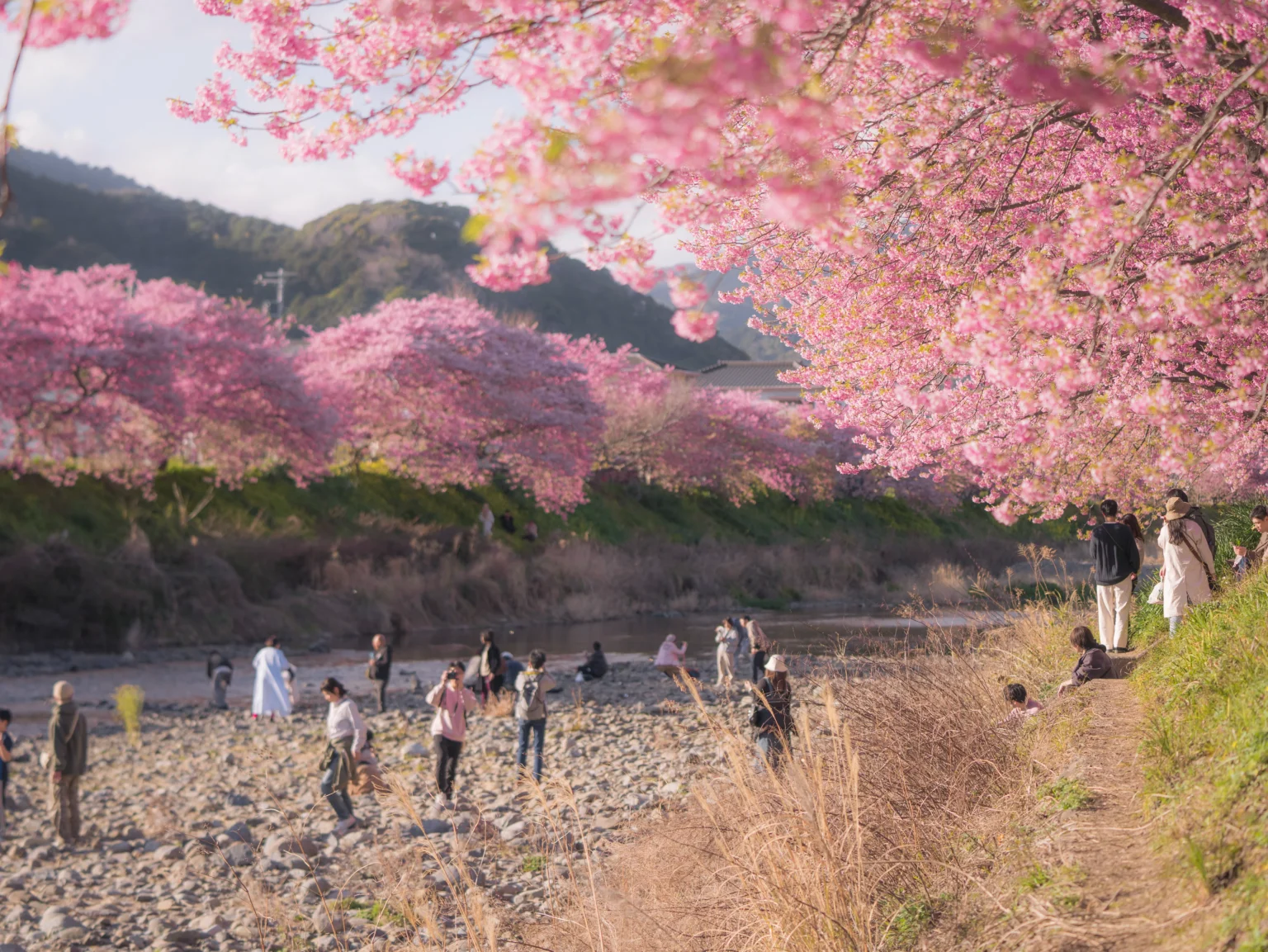Kawazu-zakura: An Early Glimpse of Spring in Japan