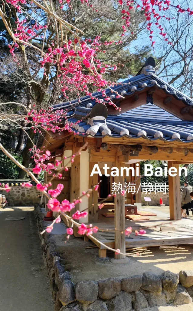 A stunning view of the Atami Plum Blossom Festival, with hundreds of pink and white plum trees in full bloom.