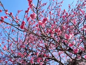 Atami Plum Blossom Festival 2026: 7 Essential Tips for Japan's Earliest Blooms