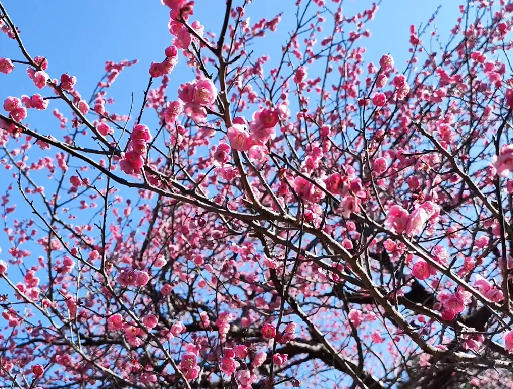 Atami Plum Blossom Festival 2026: 7 Essential Tips for Japan's Earliest Blooms