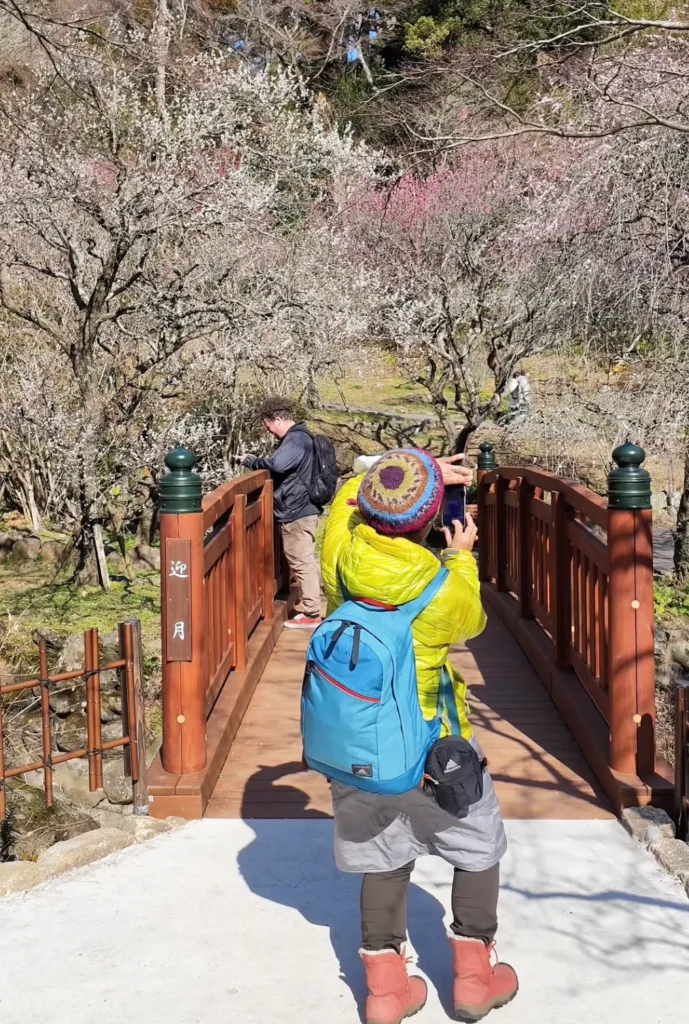 Best Time to Visit for Peak Blooms