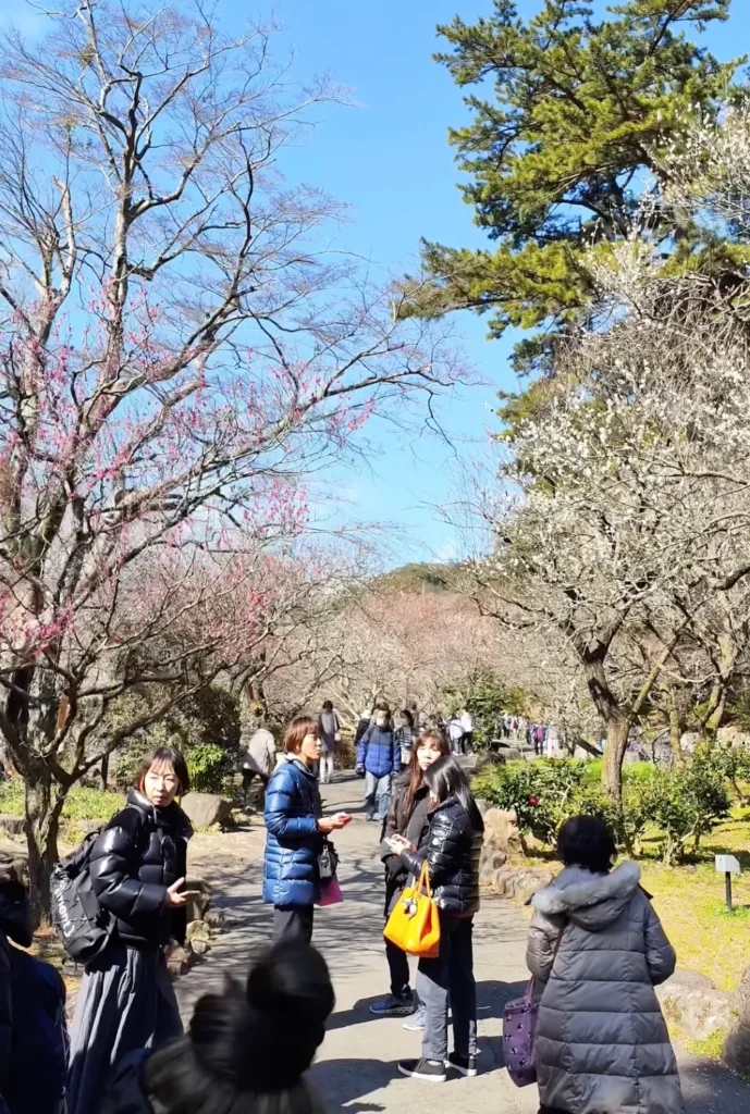 How to Get to the Atami Plum Blossom Festival