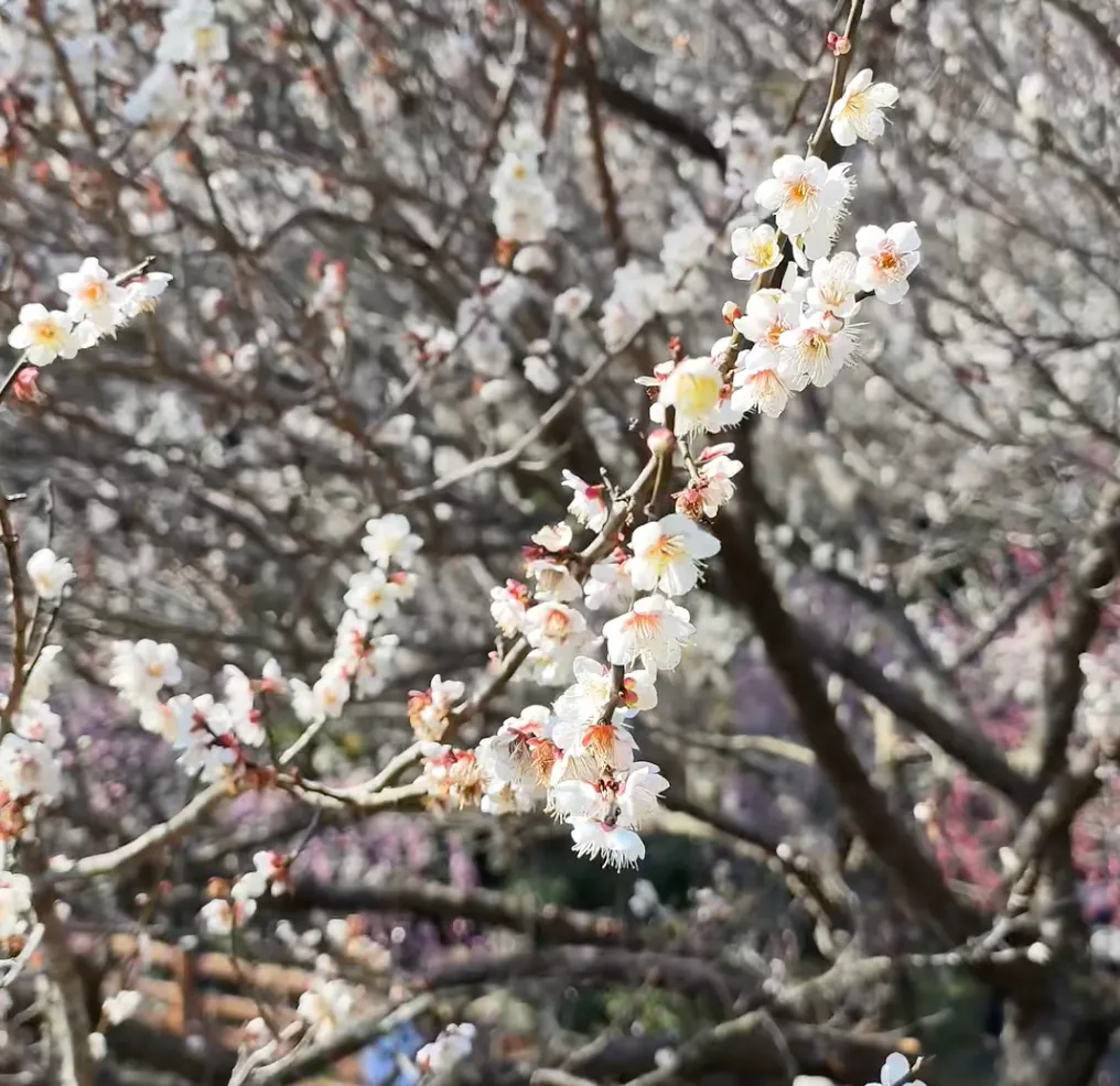 Admire 60 Varieties of Plum Blossoms