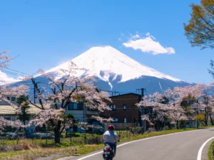 Japan Cherry Blossom Forecast 2026: Your Ultimate Guide to the Sakura Season