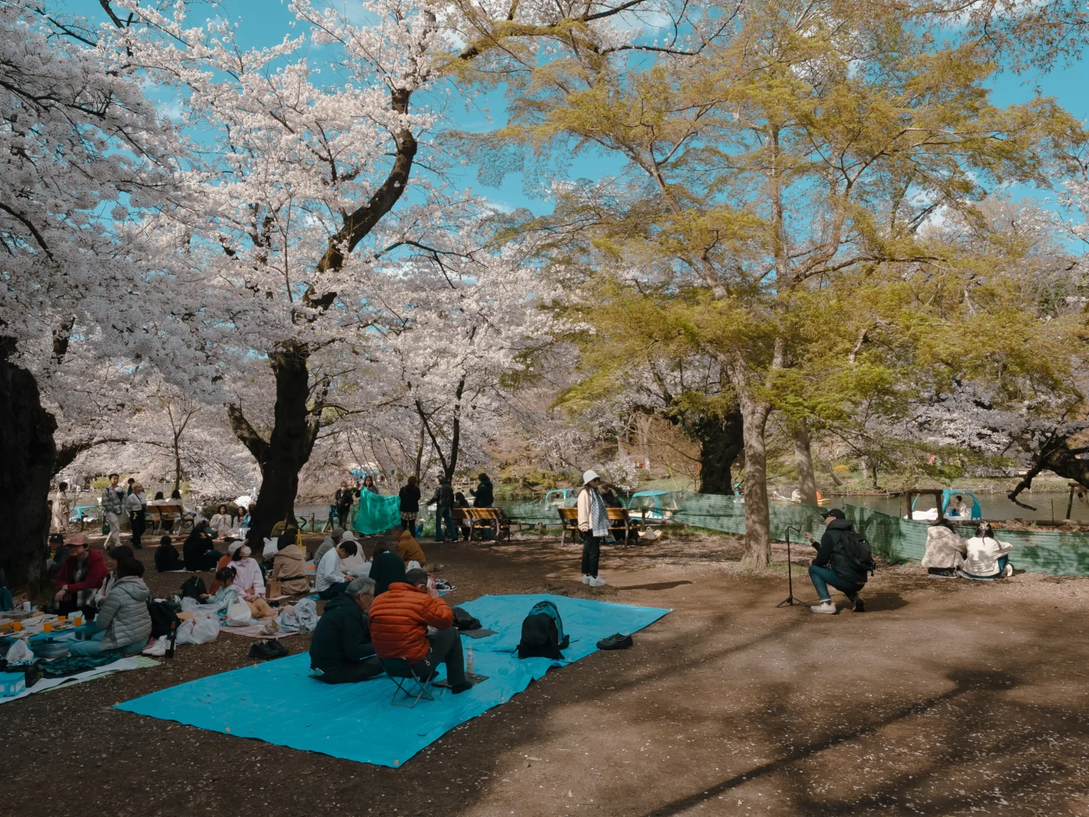 Japan Cherry Blossom Forecast 2026: First Blooms to Arrive March 21 in Tokyo