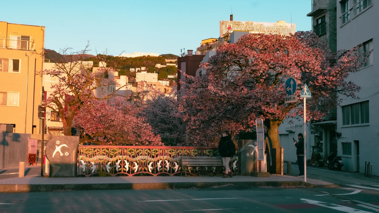 Atami Sakura: Japan’s Earliest Cherry Blossoms Along the Itokawa River