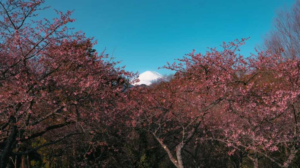 Dense Kawazu cherry blossoms in full bloom at Nishihirahata Park, with the snow-capped peak of Mount Fuji visible through the pink canopy of flowers.