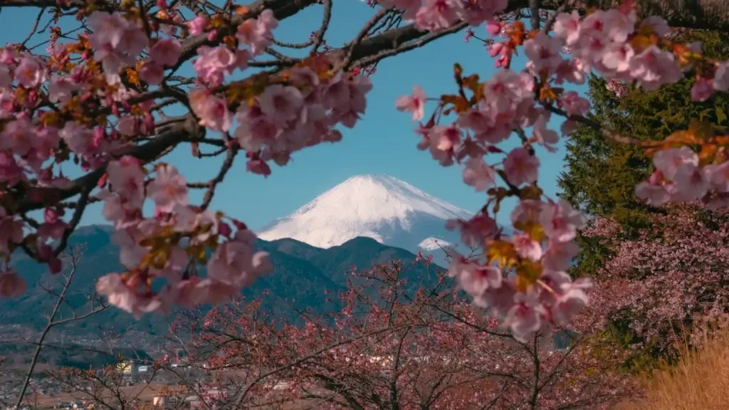 Kawazu cherry blossoms framing a stunning view of snow-capped Mount Fuji at Nishihirahata Park in Matsuda Town, Kanagawa Prefecture, with the town and mountains visible below.