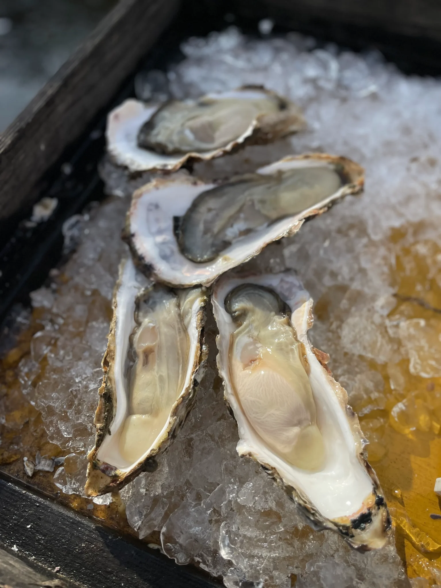 Freshly Shucked Oysters
