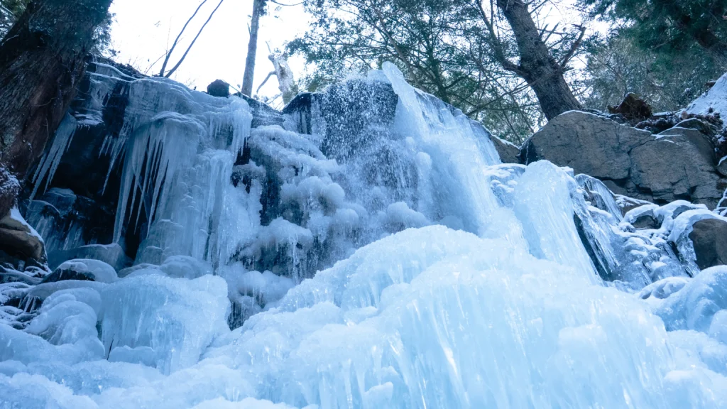 The base of a massive tree near the frozen Haha no Shirataki, completely enveloped in layers of blue-tinged ice.