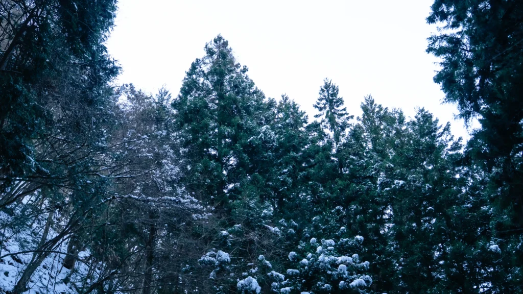 The serene, snow-dusted forest path leading towards the Haha no Shirataki waterfall in winter.