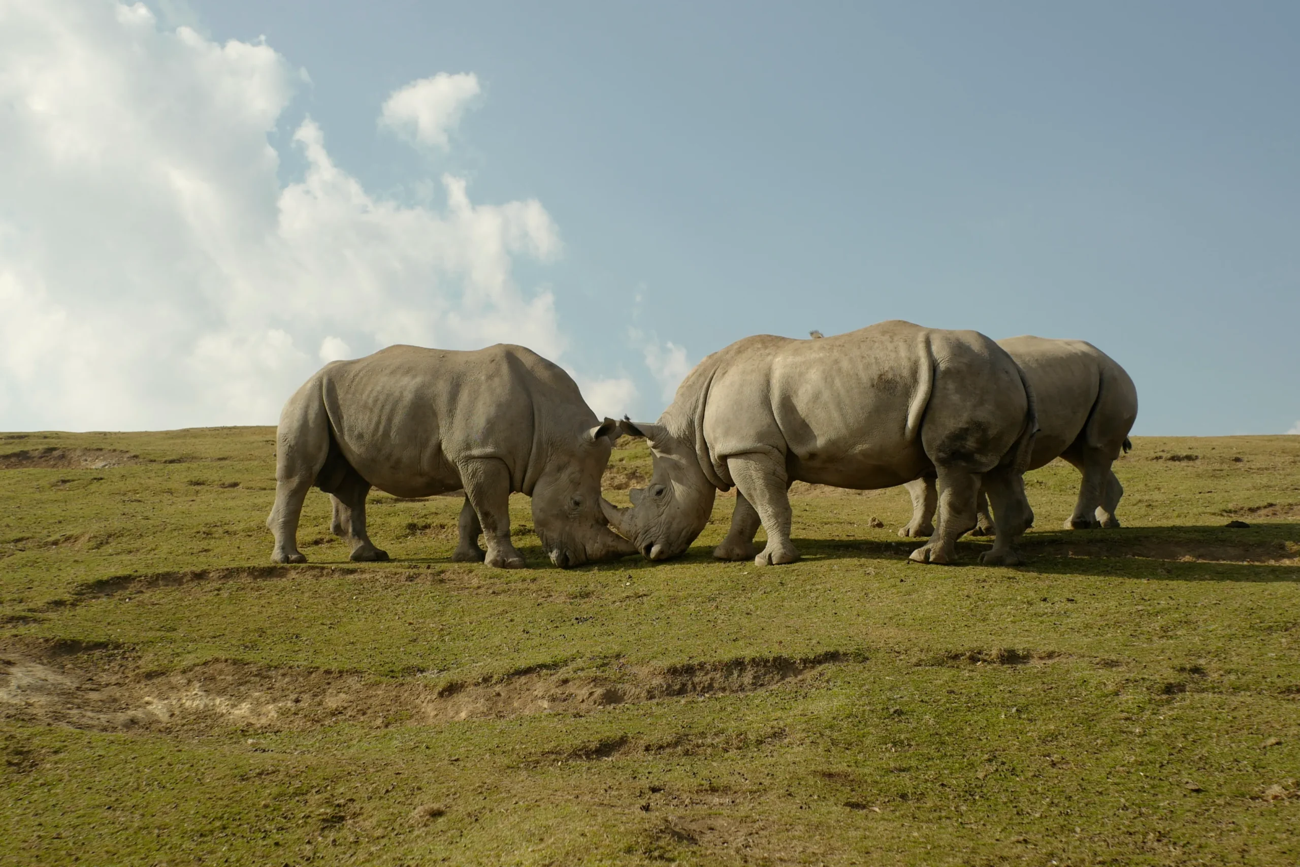 A thrilling view of lions roaming freely at African Safari Oita, Japan's largest safari park.