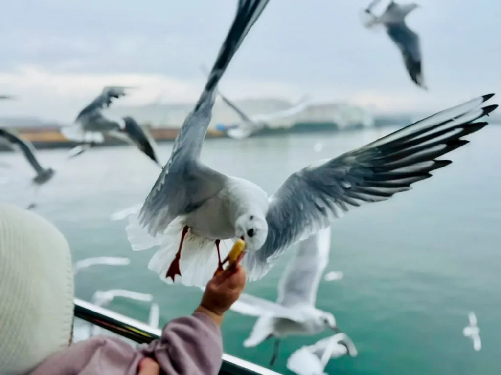 Seagull feeding on the Ariake Ferry as a bird snatches a snack mid-air near Kumamoto–Nagasaki route