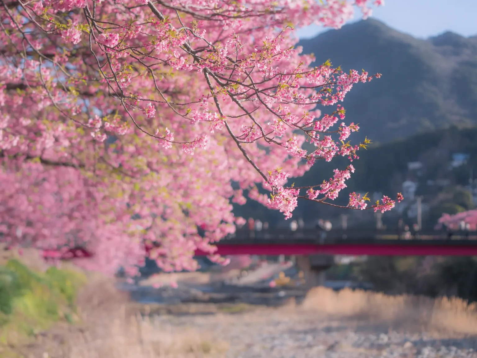 Kawazu cherry blossoms framing a view of the iconic red bridge over the Kawazu River, with mountains visible in the soft-focus background.