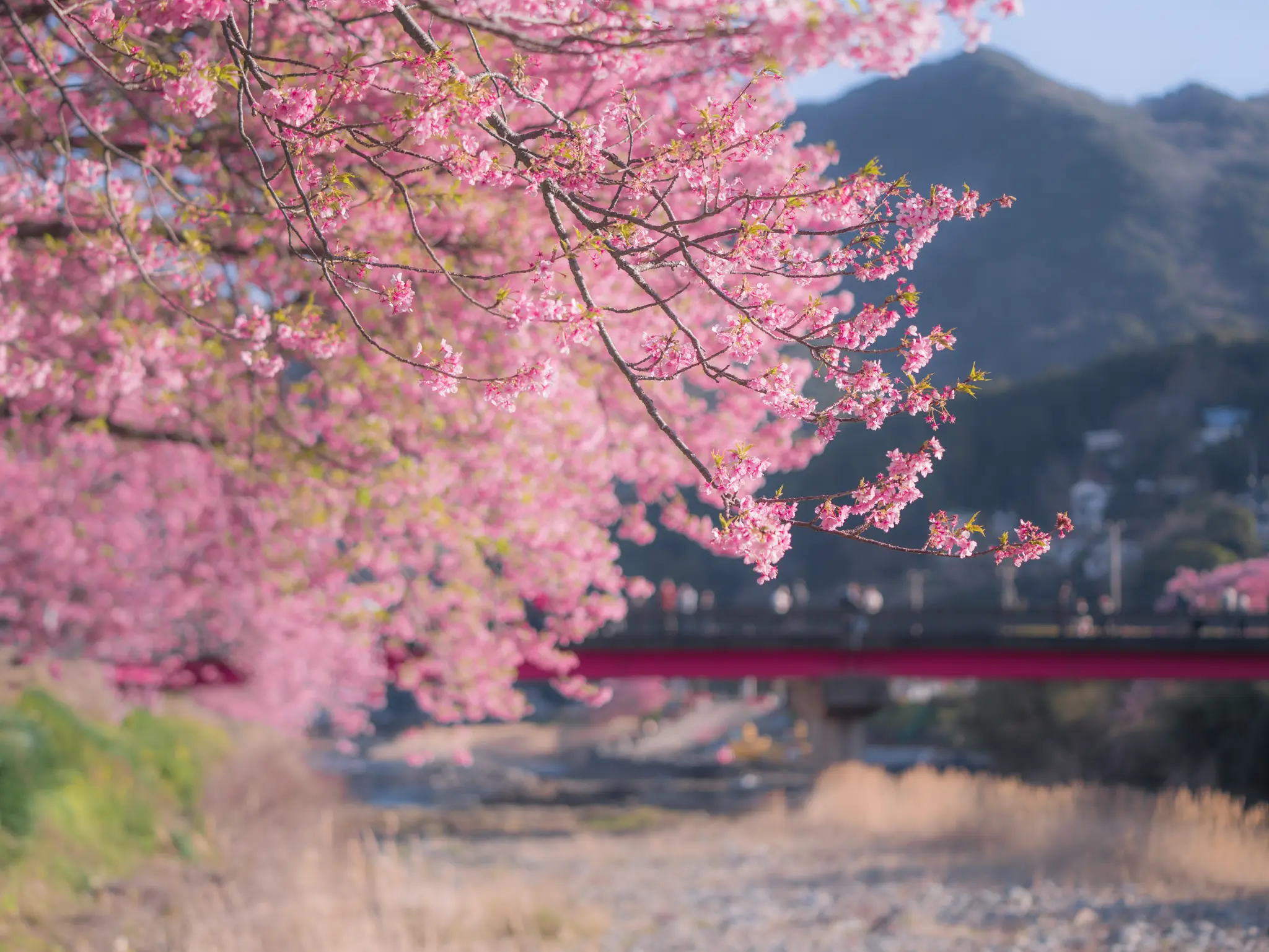 Kawazu cherry blossoms framing a view of the iconic red bridge over the Kawazu River, with mountains visible in the soft-focus background.