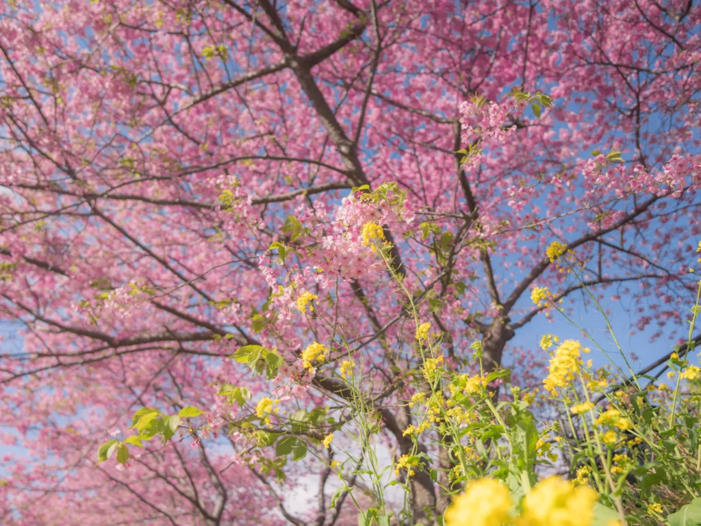 Pink Kawazu cherry blossoms and bright yellow nanohana (rapeseed) flowers create a stunning color contrast against a clear blue sky in Kawazu, Shizuoka.