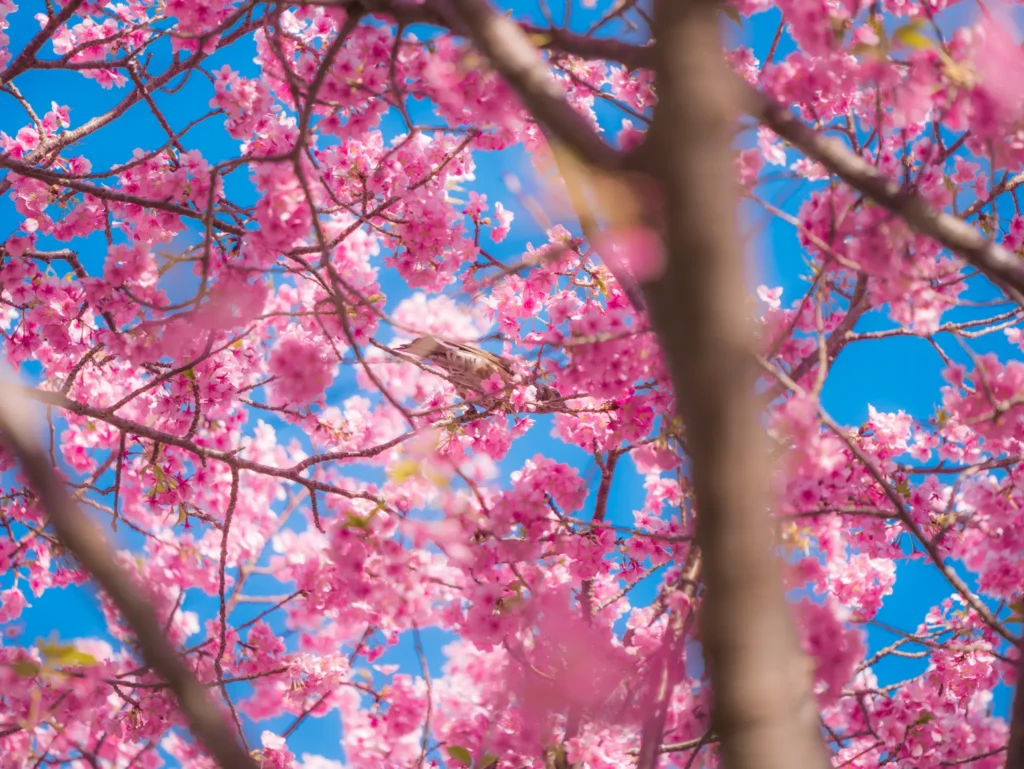A brown-eared bulbul (hiyodori) perched among Kawazu cherry blossoms against a vivid blue sky, with dense pink flowers surrounding the bird.