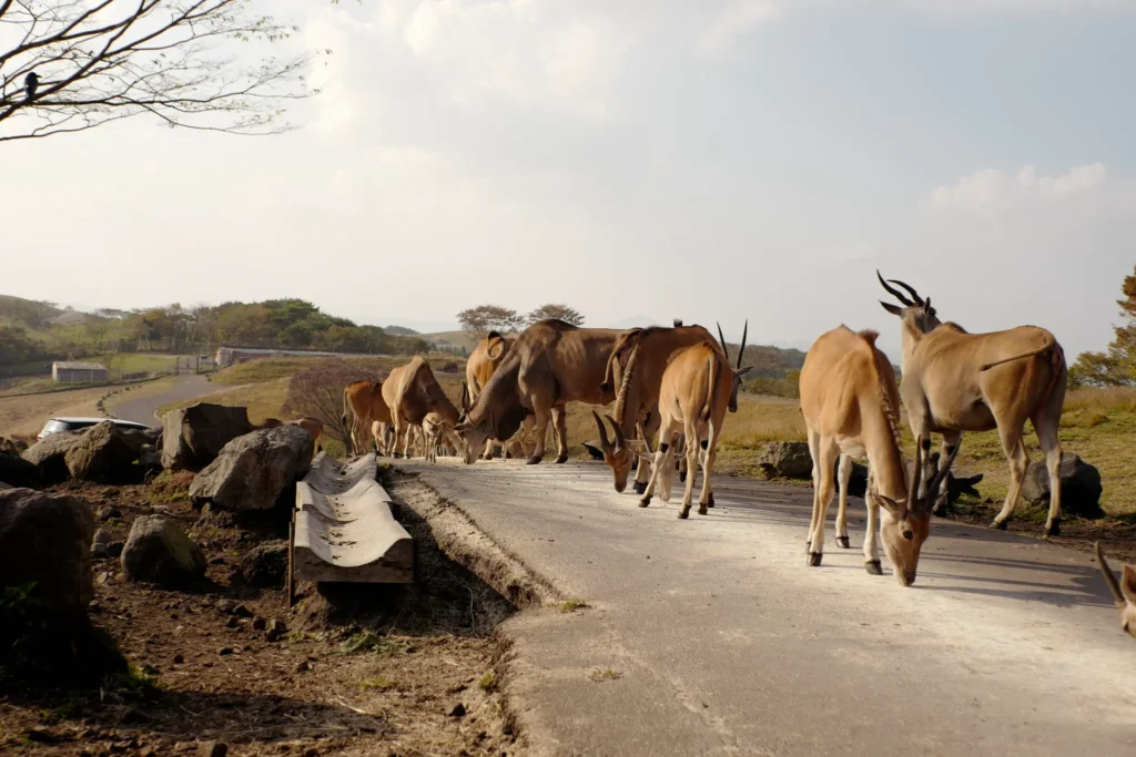 A herd of eland antelopes crossing a road within the African Safari park in Oita.