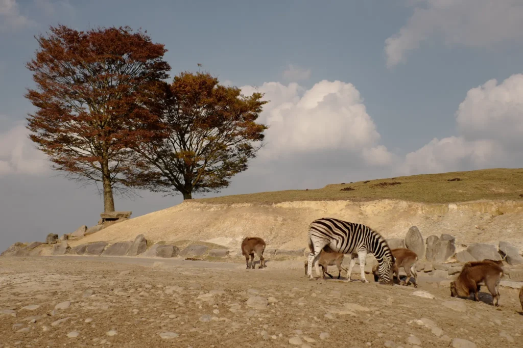 A zebra grazing in a field with beautiful autumn-colored trees in the background at African Safari Oita.