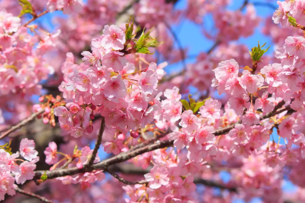 A close-up of delicate pink Kawazu cherry blossoms against a clear blue sky.