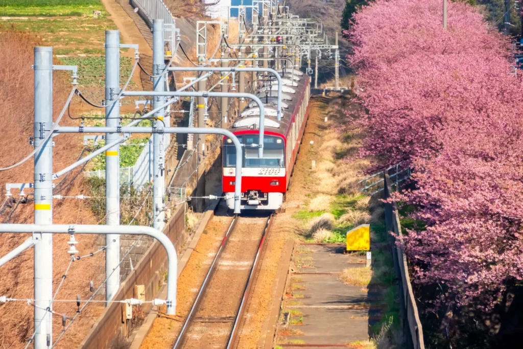 The iconic red Keikyu train running alongside a line of blooming pink cherry blossom trees.