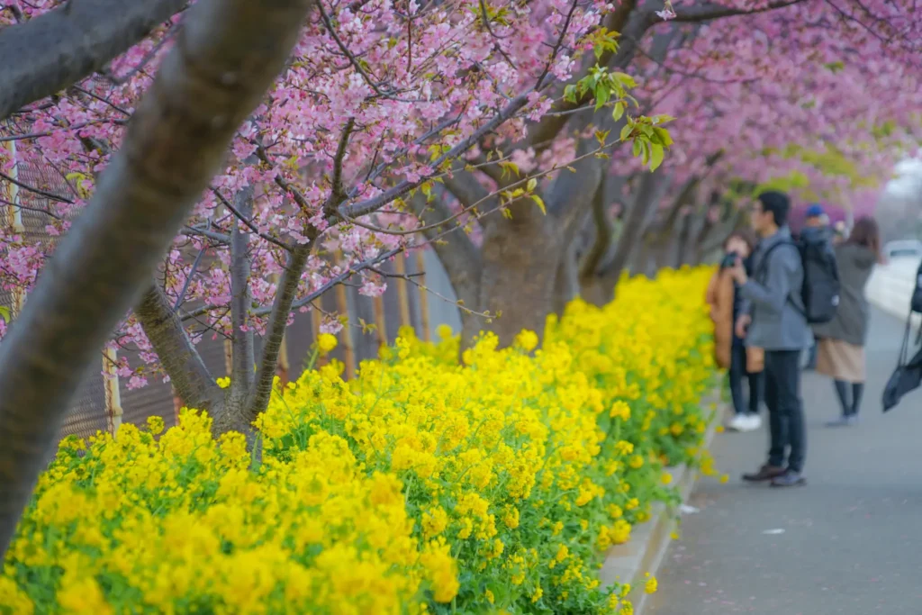 Visitors enjoying a walk along the path lined with pink cherry trees and yellow rapeseed flowers.