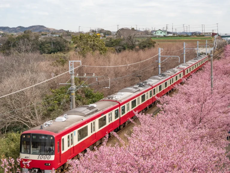 A vibrant tunnel of pink Kawazu cherry blossoms and yellow rapeseed flowers at the Miura Kaigan Cherry Blossom Festival.