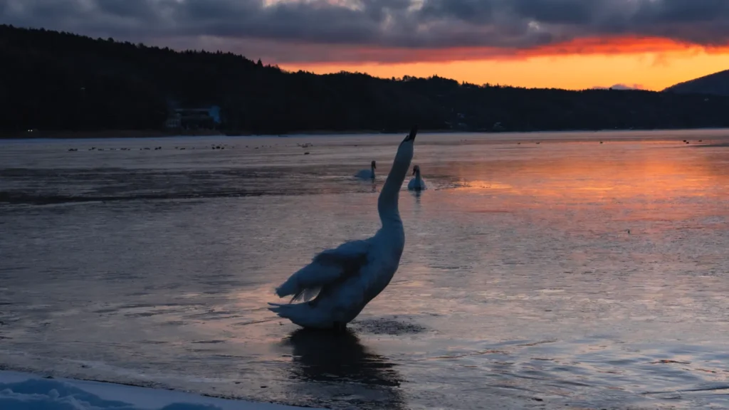 A swan spreads its wings on the partially frozen surface of Lake Yamanakako as the sun sets, casting a warm glow on the water.