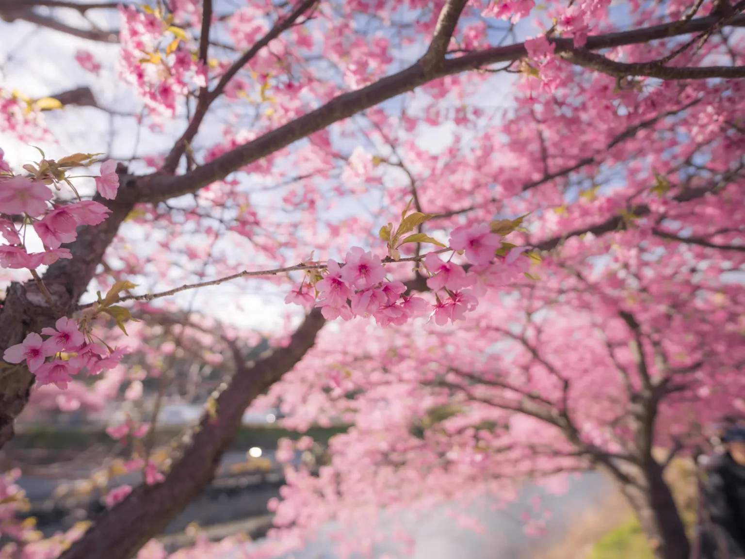 Kawazu Sakura Festival 2026: A Guide to Japan’s Earliest Cherry Blossoms