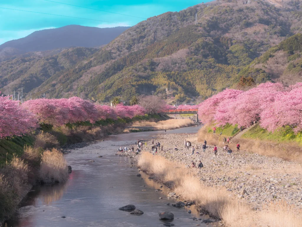 A sweeping view of the Kawazu River valley lined with hundreds of cherry trees in full bloom, with a red bridge visible in the distance and mountains surrounding the scenic landscape.
