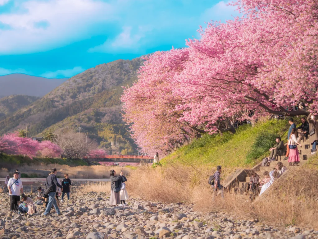 Visitors enjoying the Kawazu Cherry Blossom Festival along the Kawazu River, with rows of pink cherry trees lining the riverbank and mountains in the background.