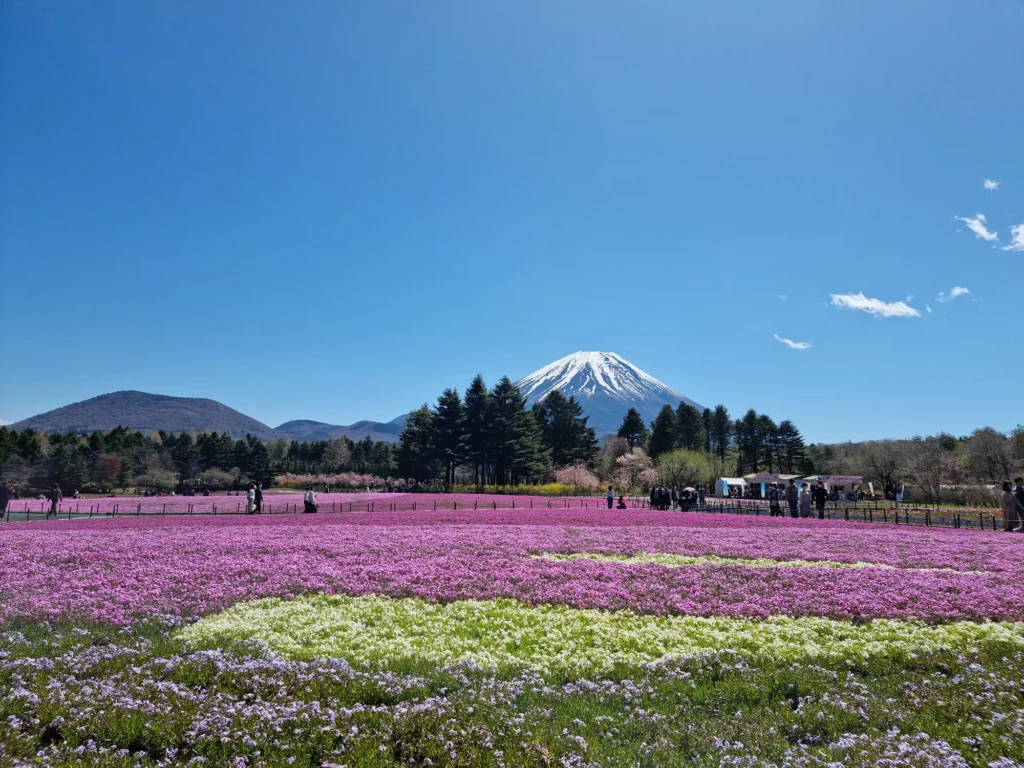 A wide-angle view of the Fuji Shibazakura Festival, showing fields of pink and white moss phlox with Mt. Fuji in the distance.