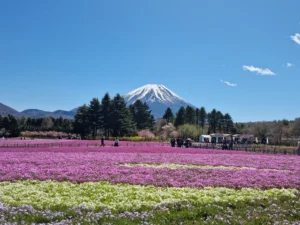 Fuji Shibazakura Festival: A Sea of Pink at the Foot of Mt. Fuji