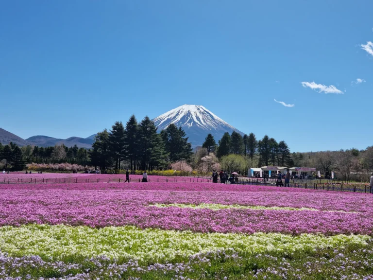 Fuji Shibazakura Festival: A Sea of Pink at the Foot of Mt. Fuji