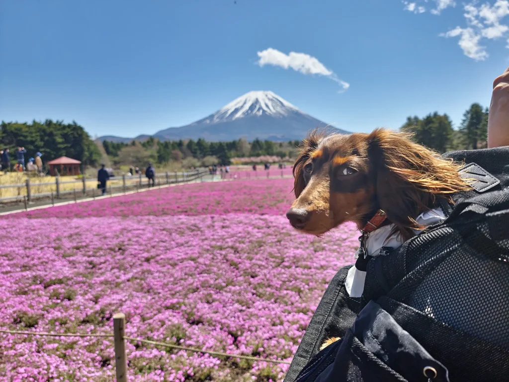 A statue of Peter Rabbit with Mt. Fuji and the shibazakura fields in the background.