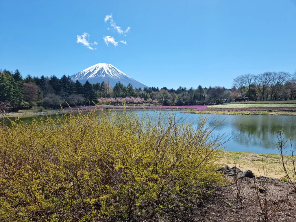 A view of the festival grounds from across a pond, with yellow bushes in the foreground and Mt. Fuji in the background.