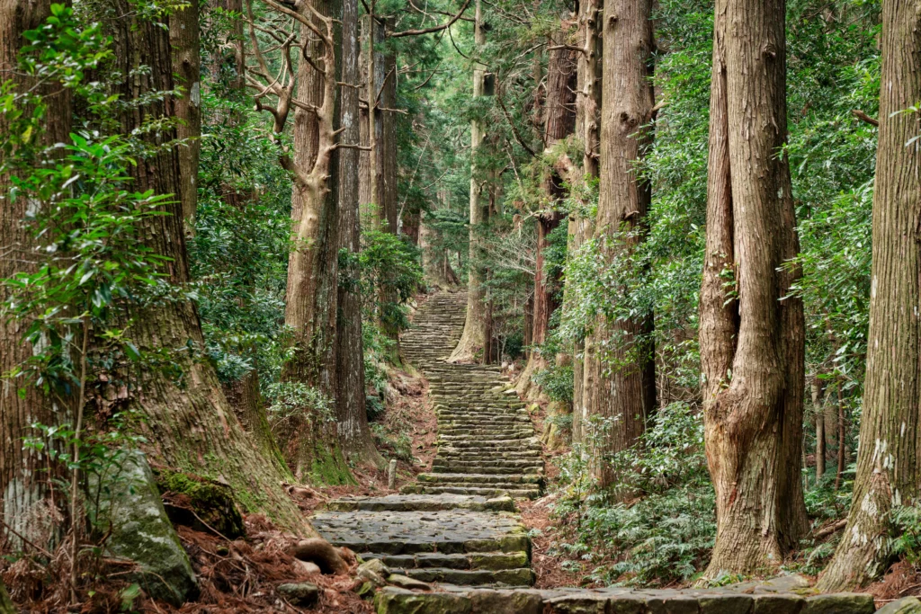 A stone path winds up a hill through a dense forest of tall trees.
