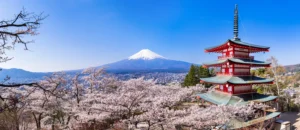 2026 Mt. Fuji Cherry Blossom Guide: Forecast & Best Spots