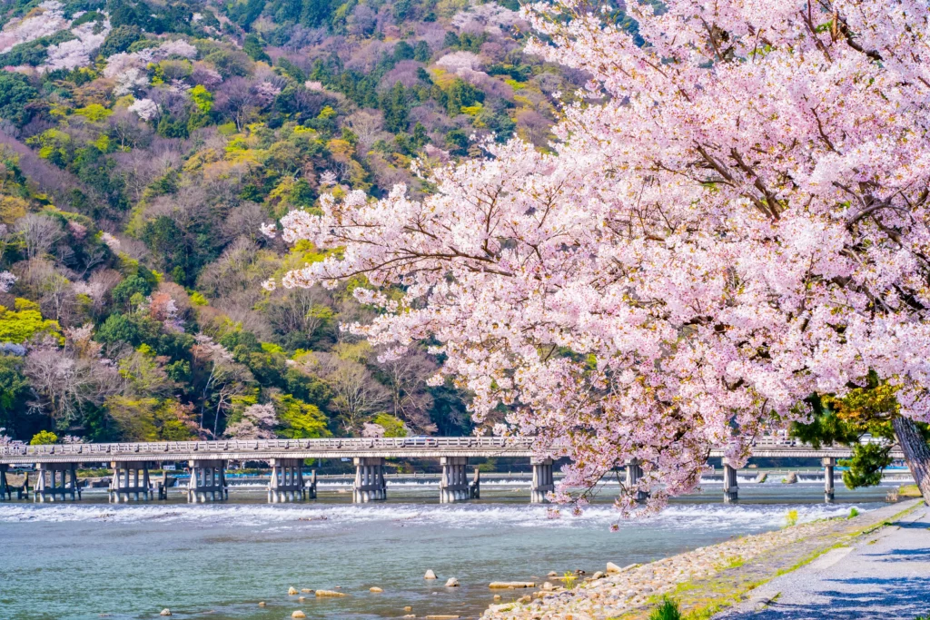 Japan Sakura Forecast 2026: Latest Cherry Blossom Dates for Tokyo, Kyoto & More