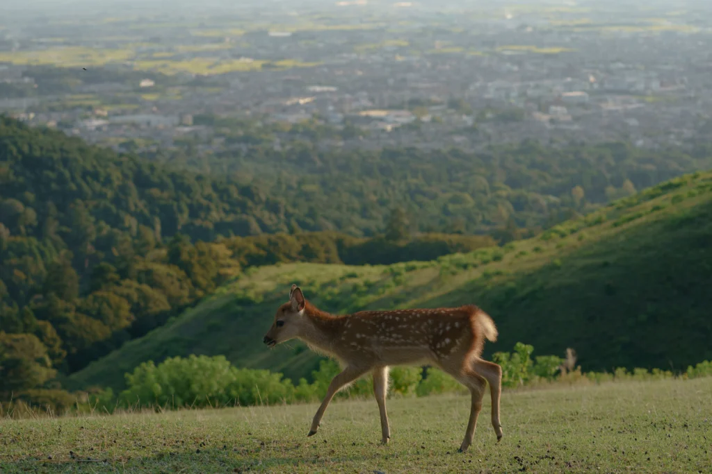 A wild deer walks across the grassy summit of Mount Wakakusa with a panoramic view of the Nara basin in the background.