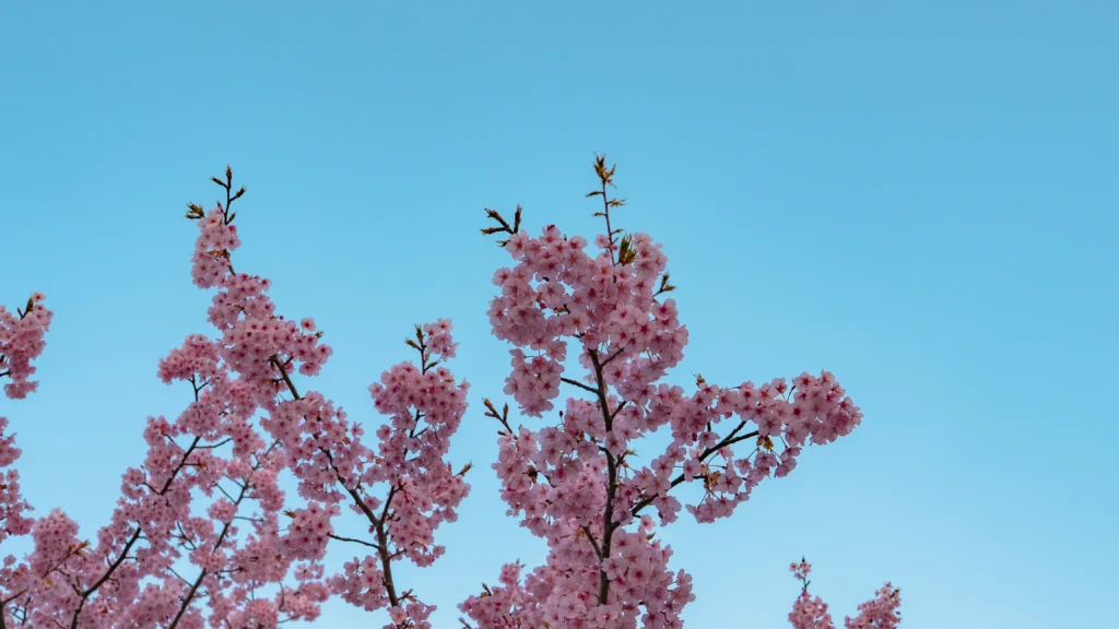 A single, gracefully arching Kawazu cherry tree stands beside a walkway, with a banner visible in the background.