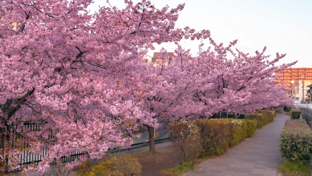 A long shot of the waterway, showing the continuous line of cherry trees creating a sense of depth.