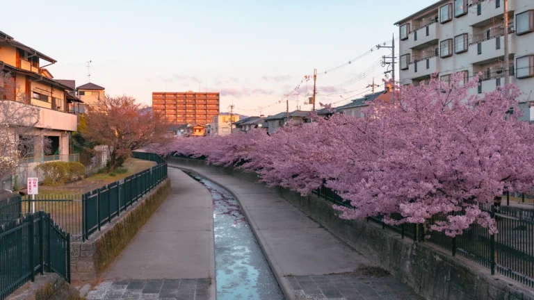 A panoramic view of the Yodo Waterway lined with blooming pink Kawazu cherry trees under a soft morning sky.