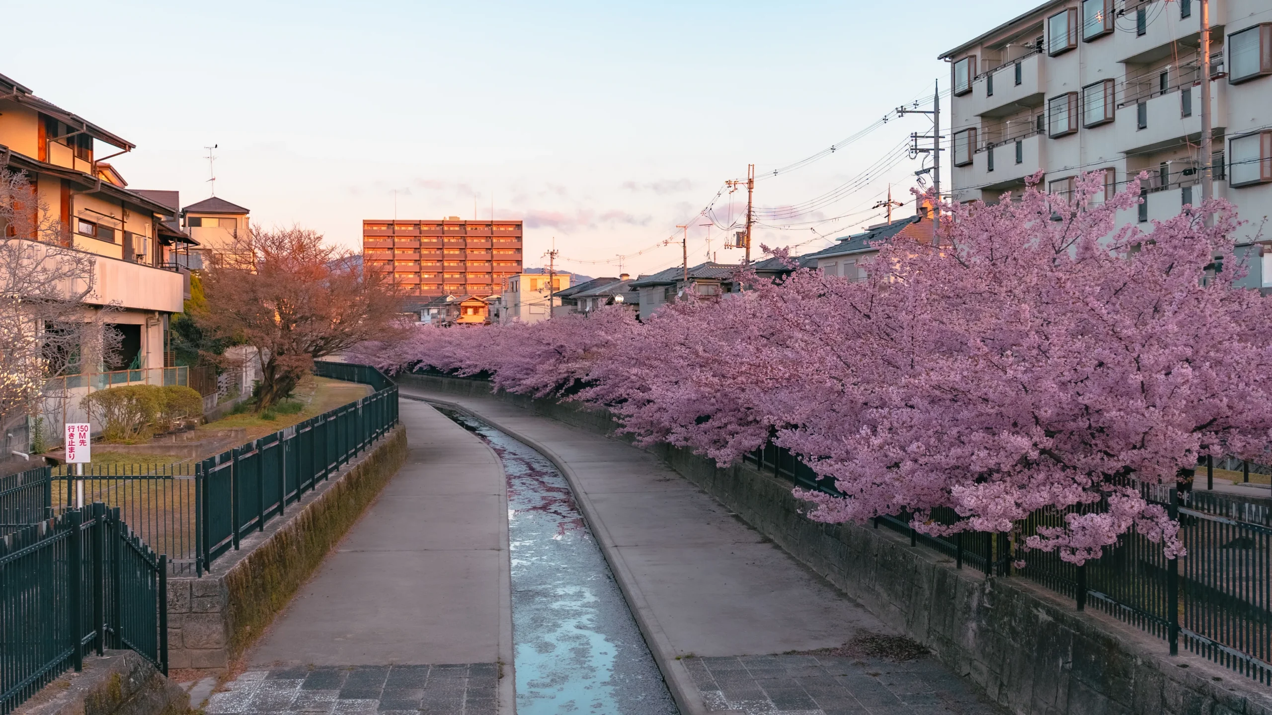 A panoramic view of the Yodo Waterway lined with blooming pink Kawazu cherry trees under a soft morning sky.