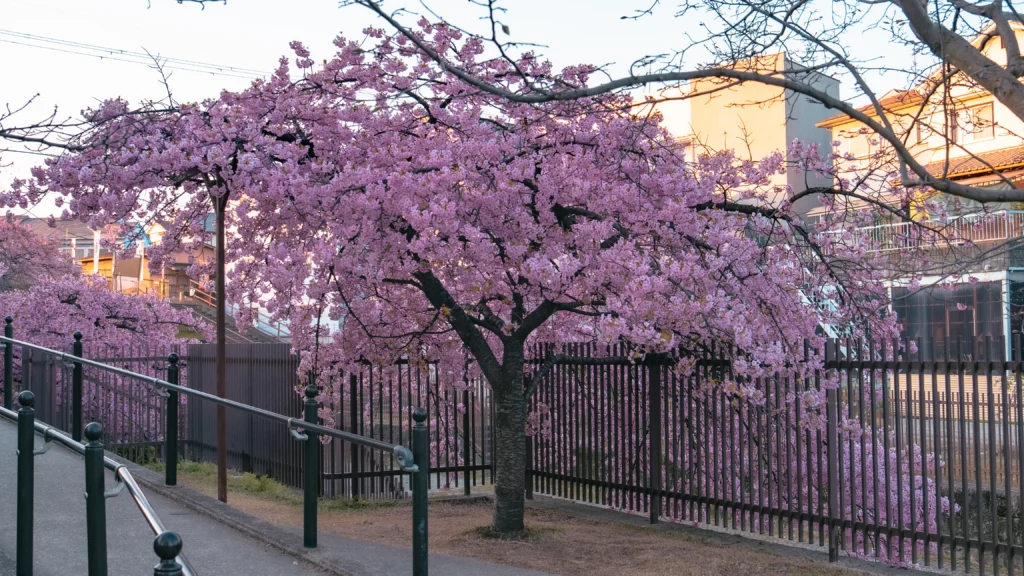 A view of the cherry blossom path, creating a tunnel-like effect with pink flowers.