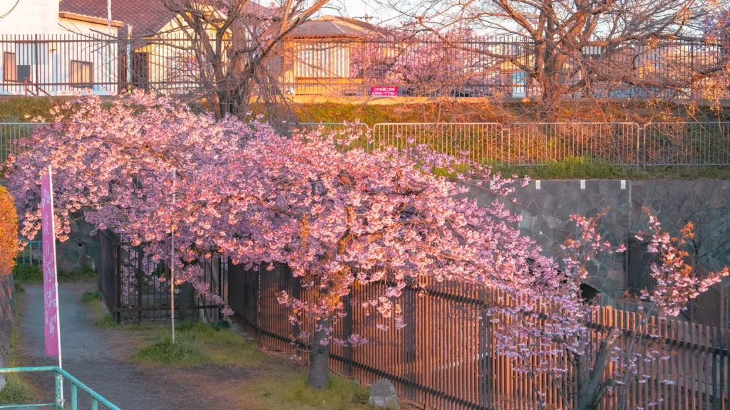 A beautiful, umbrella-shaped Kawazu cherry tree in full bloom next to the walkway railing.