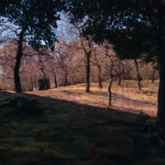 Jonangu Shrine's Weeping Plums: A Guide to Perfect Timing