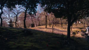 Jonangu Shrine's Weeping Plums: A Guide to Perfect Timing